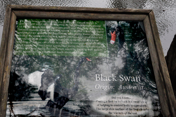 sign about the Black Australian Swans